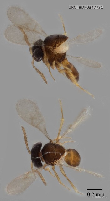 Hymenoptera sp. "ZRCBDP0347731"•&copy; Rene Ong•All Rights Reserved