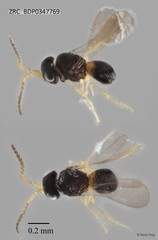 Hymenoptera sp. "ZRCBDP0347769"