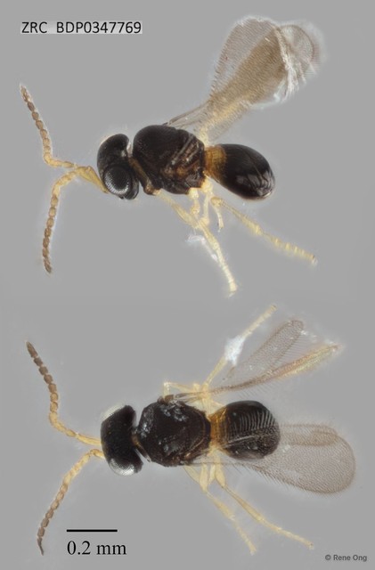Hymenoptera sp. "ZRCBDP0347769"•&copy; Rene Ong•All Rights Reserved