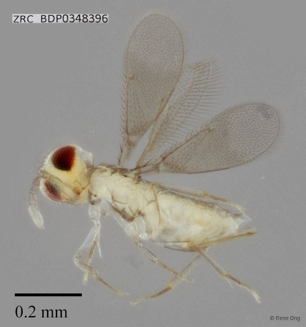Hymenoptera sp. "ZRCBDP0348396"•&copy; Rene Ong•All Rights Reserved