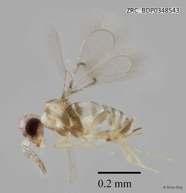 Hymenoptera sp. "ZRCBDP0348543"•&copy; Rene Ong•All Rights Reserved
