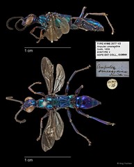 Ampulex smaragdina•&copy; Ang Yuchen•All Rights Reserved