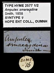 Ampulex smaragdina•All Rights ReservedMuseum Label