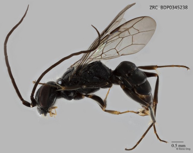 Dolichurus sp. "ZRCBDP0345238"•&copy; Rene Ong•All Rights Reserved