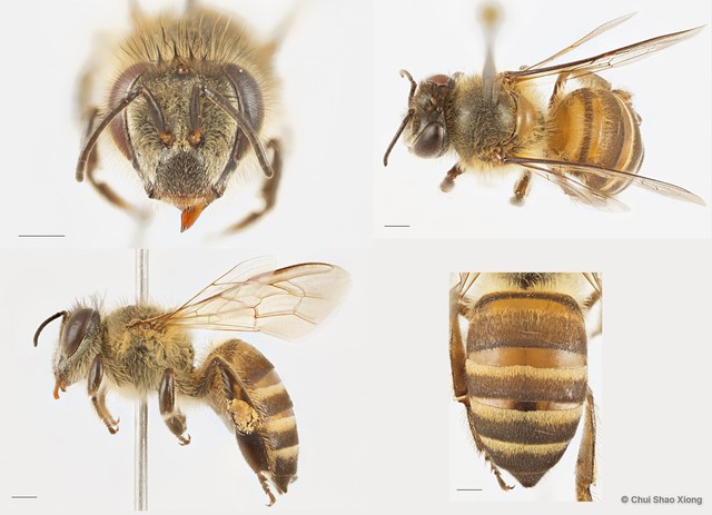 Apis (Apis) cerana•&copy; Chui Shao Xiong•All Rights Reserved