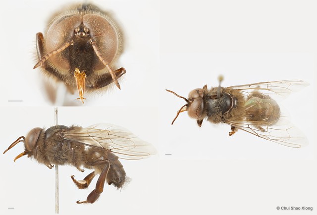 Apis (Megapis) dorsata•&copy; Chui Shao Xiong•All Rights Reserved