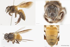 Apis (Megapis) dorsata•&copy; Chui Shao Xiong•All Rights Reserved