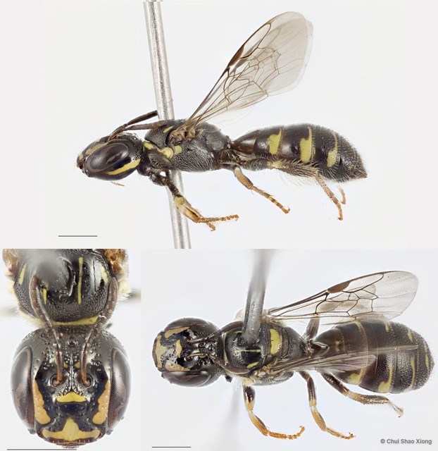Ceratina (Ceratinidia) accusator•&copy; Chui Shao Xiong•All Rights Reserved