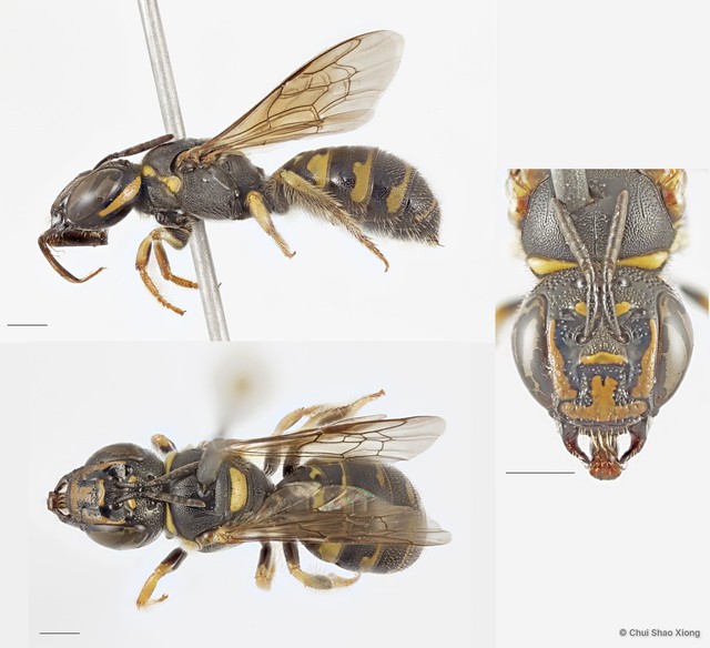 Ceratina (Ceratinidia) cognata•&copy; Chui Shao Xiong•All Rights Reserved