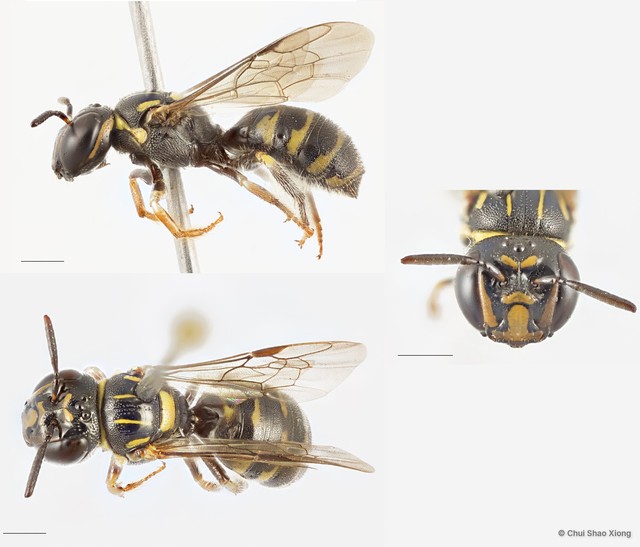 Ceratina (Ceratinidia) collusor•&copy; Chui Shao Xiong•All Rights Reserved