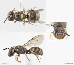 Ceratina (Ceratinidia) collusor•&copy; Chui Shao Xiong•All Rights Reserved