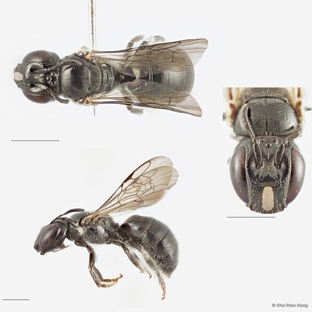 Ceratina (Neoceratina) dentipes•&copy; Chui Shao Xiong•All Rights Reserved