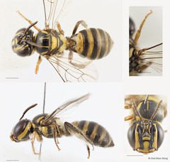 Ceratina (Xanthoceratina) fuliginosa•&copy; Chui Shao Xiong•All Rights Reserved