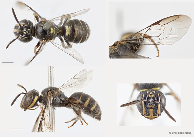 Ceratina (Xanthoceratina) fuliginosa•&copy; Chui Shao Xiong•All Rights Reserved