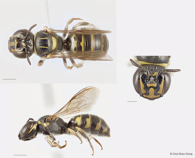 Ceratina (Ceratinidia) lieftincki•&copy; Chui Shao Xiong•All Rights Reserved
