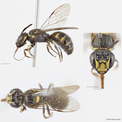 Ceratina (Ceratinidia) lieftincki•&copy; Chui Shao Xiong•All Rights Reserved