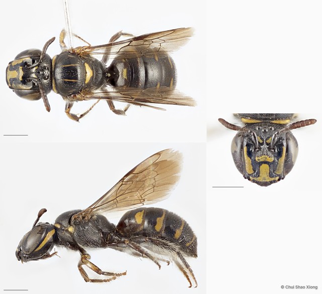 Ceratina (Ceratinidia) nigrolateralis•&copy; Chui Shao Xiong•All Rights Reserved