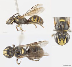 Ceratina (Ceratinidia) nigrolateralis•&copy; Chui Shao Xiong•All Rights Reserved