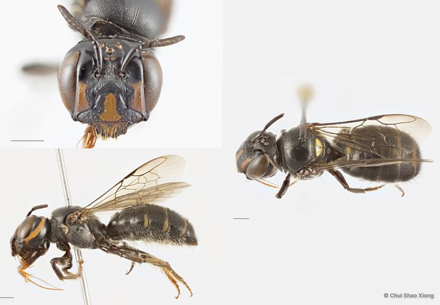 Ceratina (Catoceratina) perforatrix•&copy; Chui Shao Xiong•All Rights Reserved
