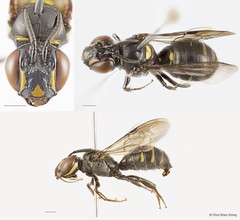 Ceratina (Catoceratina) perforatrix•&copy; Chui Shao Xiong•All Rights Reserved