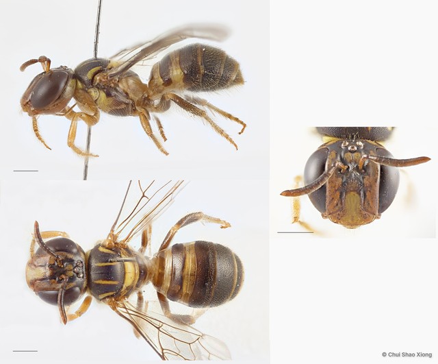 Ceratina (Lioceratina) ridleyi•&copy; Chui Shao Xiong•All Rights Reserved