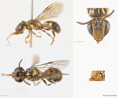 Ceratina (Lioceratina) ridleyi•&copy; Chui Shao Xiong•All Rights Reserved