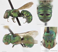 Ceratina (Pithitis) smaragdula•&copy; Chui Shao Xiong•All Rights Reserved
