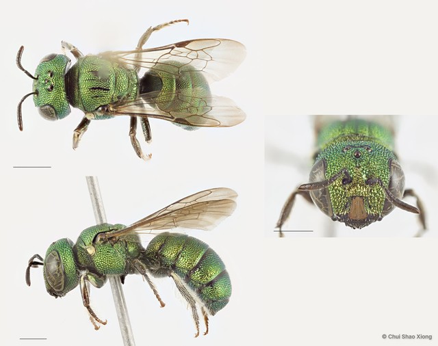 Ceratina (Pithitis) smaragdula•&copy; Chui Shao Xiong•All Rights Reserved