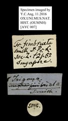 Homotrigona (Homotrigona) fimbriata•All Rights ReservedMuseum Label