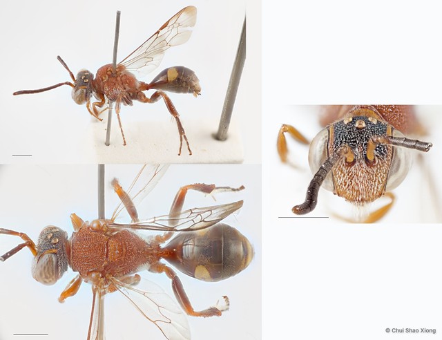 Nomada malayana•&copy; Chui Shao Xiong•All Rights Reserved