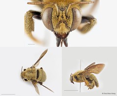 Xylocopa (Maiella) aestuans•&copy; Chui Shao Xiong•All Rights Reserved