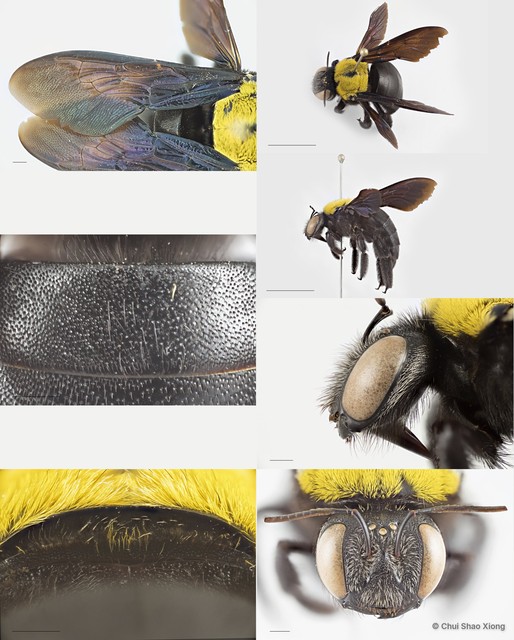 Xylocopa (Maiella) aestuans•&copy; Chui Shao Xiong•All Rights Reserved