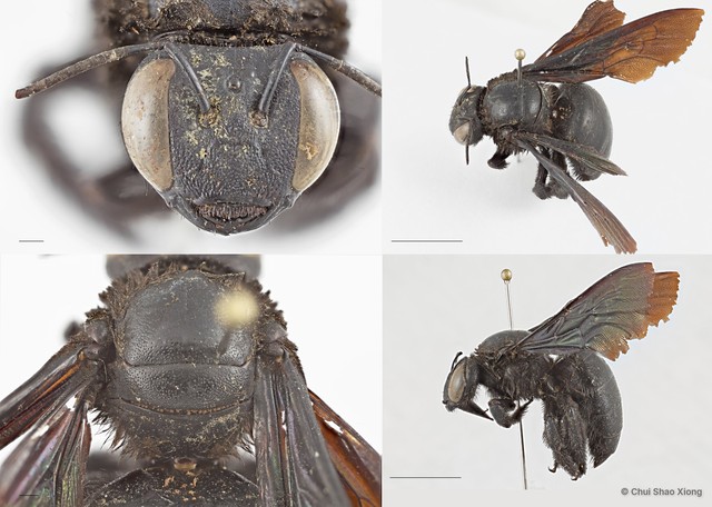 Xylocopa (Biluna) auripennis•&copy; Chui Shao Xiong•All Rights Reserved
