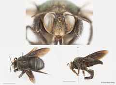 Xylocopa (Cyaneoderes) caerulea•&copy; Chui Shao Xiong•All Rights Reserved