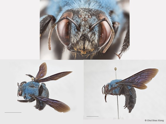 Xylocopa (Cyaneoderes) caerulea•&copy; Chui Shao Xiong•All Rights Reserved