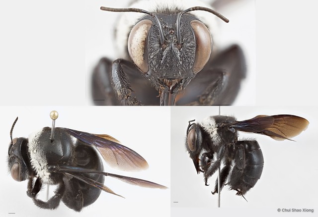 Xylocopa (Zonohirsuta) dejeanii•&copy; Chui Shao Xiong•All Rights Reserved