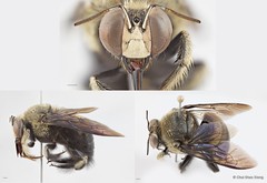 Xylocopa (Zonohirsuta) dejeanii•&copy; Chui Shao Xiong•All Rights Reserved