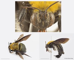 Xylocopa (Maiella) flavonigrescens•&copy; Chui Shao Xiong•All Rights Reserved