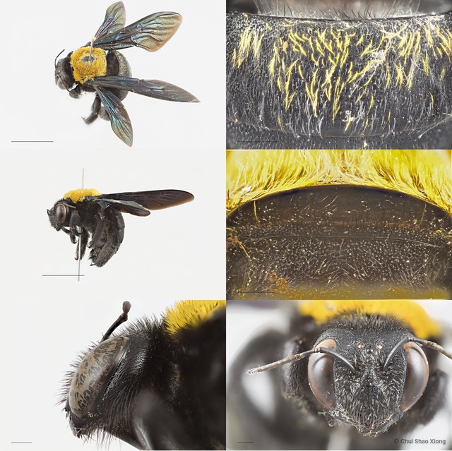 Xylocopa (Maiella) flavonigrescens•&copy; Chui Shao Xiong•All Rights Reserved