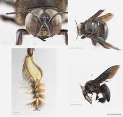 Xylocopa (Platynopoda) latipes•&copy; Chui Shao Xiong•All Rights Reserved