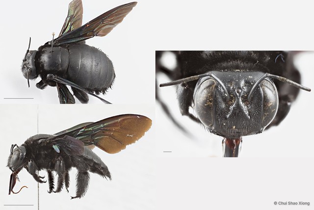 Xylocopa (Platynopoda) latipes•&copy; Chui Shao Xiong•All Rights Reserved