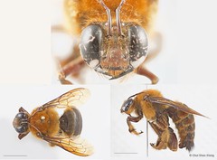 Xylocopa (Nyctomelitta) myops•&copy; Chui Shao Xiong•All Rights Reserved