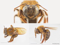 Xylocopa (Nyctomelitta) myops•&copy; Chui Shao Xiong•All Rights Reserved