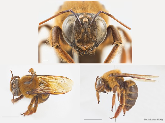 Xylocopa (Nyctomelitta) myops•&copy; Chui Shao Xiong•All Rights Reserved