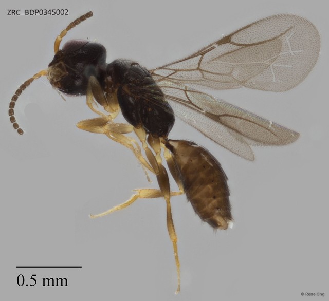 Bethylidae sp. "ZRCBDP0345002"•&copy; Rene Ong•All Rights Reserved