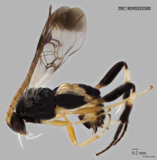Braconidae sp. "ZRCBDP0321140"•&copy; Rene Ong•All Rights Reserved