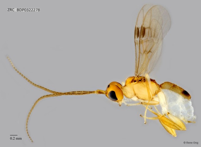 Braconidae sp. "ZRCBDP0322278"•&copy; Rene Ong•All Rights Reserved