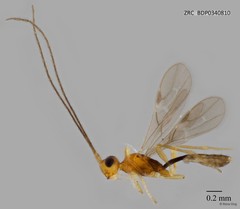 Braconidae sp. "ZRCBDP0340810"•&copy; Rene Ong•All Rights Reserved