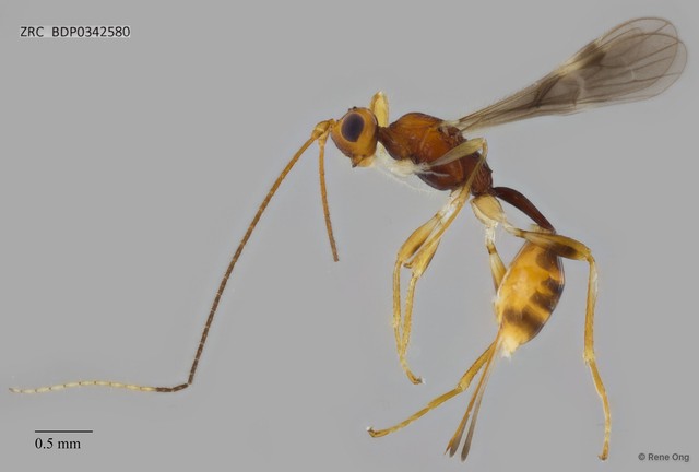 Braconidae sp. "ZRCBDP0340810"•&copy; Rene Ong•All Rights Reserved