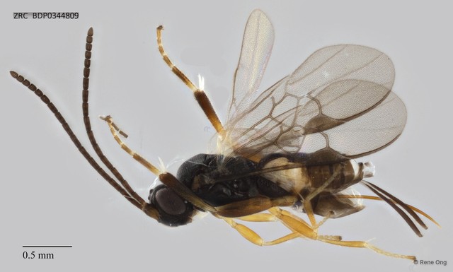 Microgastrinae sp. "ZRCBDP0343565"•&copy; Rene Ong•All Rights Reserved